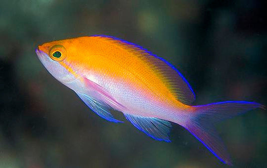 Bicolor Anthias