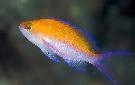 Bicolor Anthias