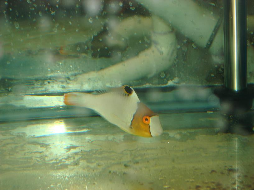 Bicolor Parrotfish – NYAquatic