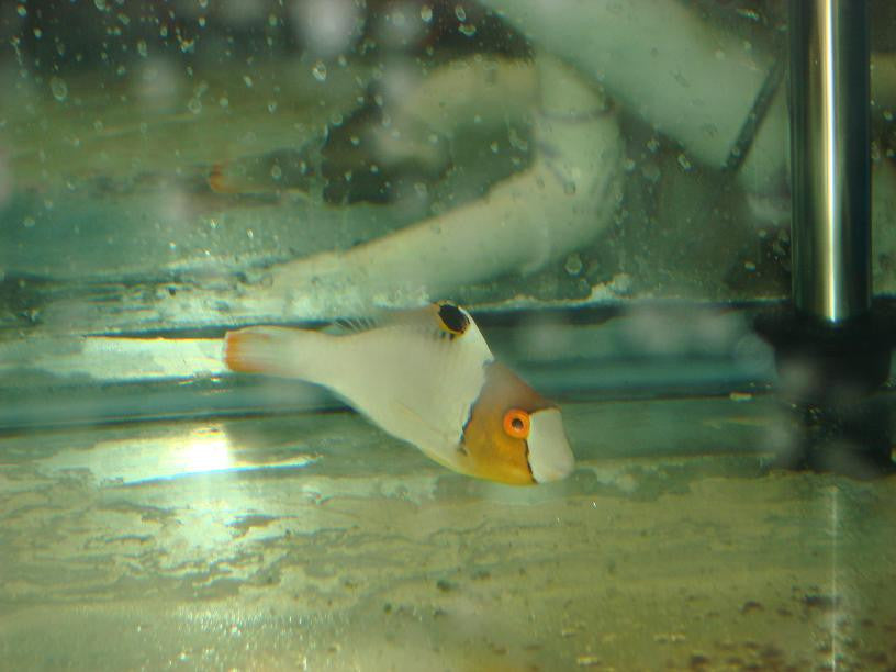 Bicolor Parrotfish