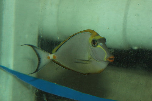 Blonde Naso Tang (5-6" Streamer Male)