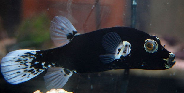 Black (Dalmation) Dog Face Puffer (4-5")