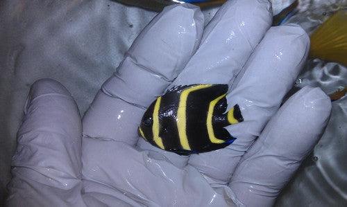 Gray (Black) Angelfish (Pomacanthus arcuatus) -2" Juv