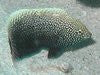 Black Leopard Wrasse