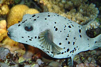 Black Spotted Puffer-Show Size!