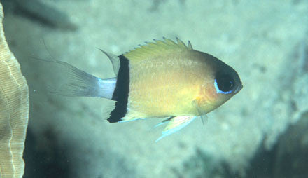 Group of 5 Black bar chromis