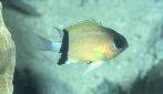 Group of 5 Black bar chromis