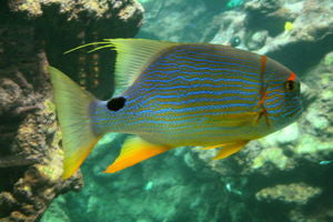 Blue and Gold (Hi-Fin) Snapper-7-8"