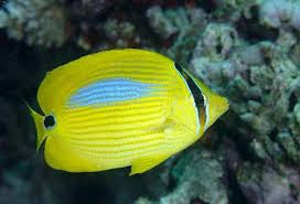 Blueblotch butterflyfish-Chaetodon plebeius (3-4")