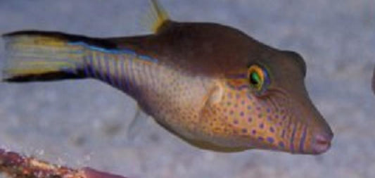 Baby Blue Dot Puffer (1 - 1.5")