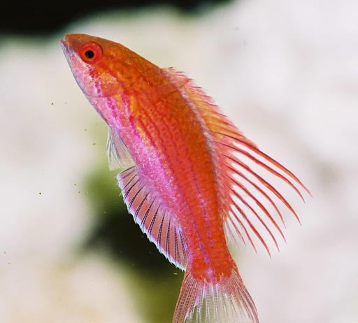 Blue Flasher Wrasse-special group of 3