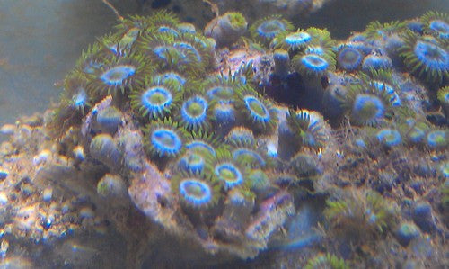 Blue/Green Zoos (2" piece, 20+ polyps)