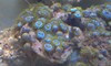 Blue/Green Zoos (2" piece, 20+ polyps)