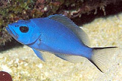 Blue Hamlet – NYAquatic