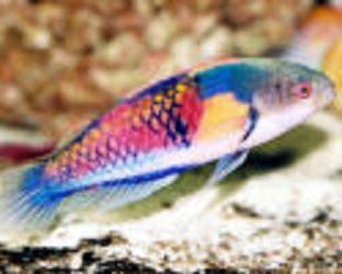 Blue Headed Fairy Wrasse