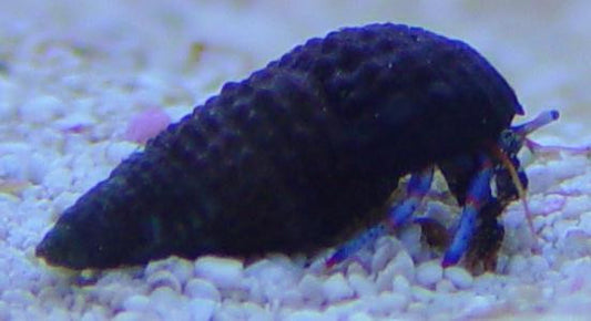 Mexican red Leg Hermit Crabs | Clibanarius digueti