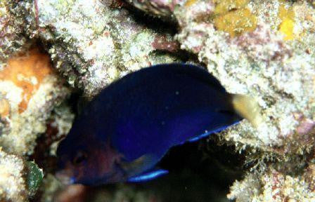 Blue Pygmy Angelfish