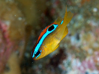 Blue Ribbon Damsel