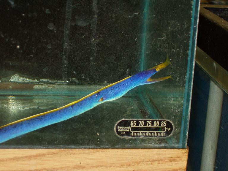 Blue Ribbon Eel