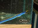 Blue Ribbon Eel