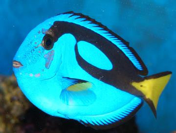 4x Blue Hippo Tang (2-3”)