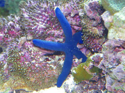 Blue Linkia Starfish-JUMBO (6")