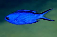 Group of 6 Blue Reef Chromis-2-3”