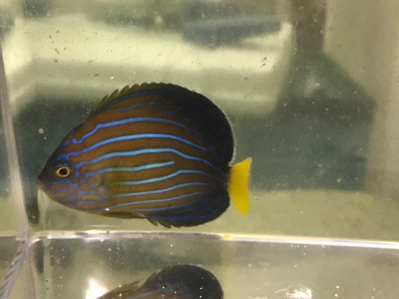 Blue Line Angel |Chaetodontoplus septentrionalis (Wild 2-3")