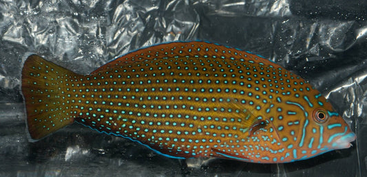 Blue Spotted Tamarin Wrasse  (anampses caeruleopunctatus)-3"