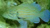 Blue Lined Grouper (3-4”)