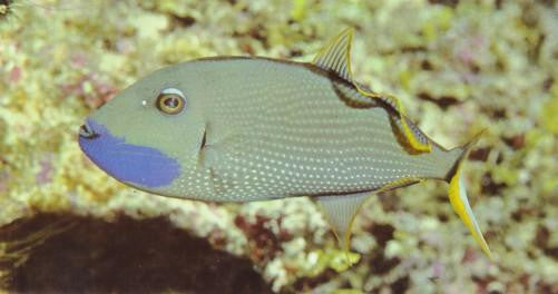 Blue-Throat Trigger (6" Male)