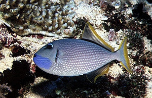 Hawaiian Blue-Throat Trigger Pair