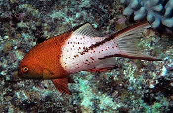 Lyretail Hogfish-4"