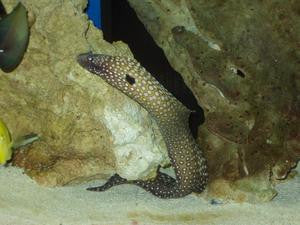 Brazillian Horned Moray Eel