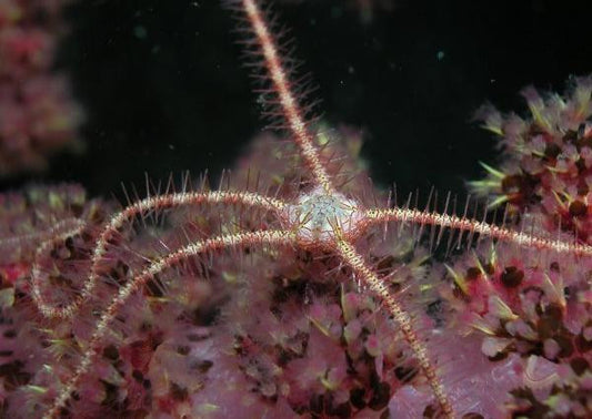 Brittle Starfish