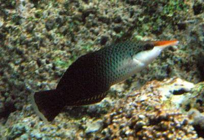 Brown Bird Wrasse