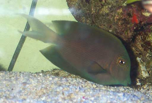 Dusky Surgeonfish