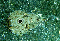 Bullseye Electric Ray