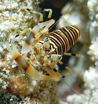 Bumble Bee Shrimp