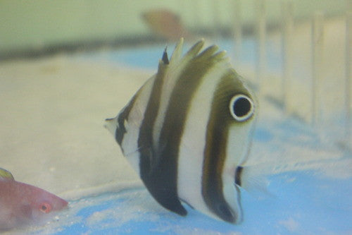 Australian Two Spot Coralfish (Coradion melanopus)