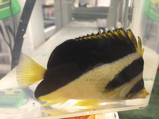 Hybrid Mitratus/Burgess Butterfly (3-4")