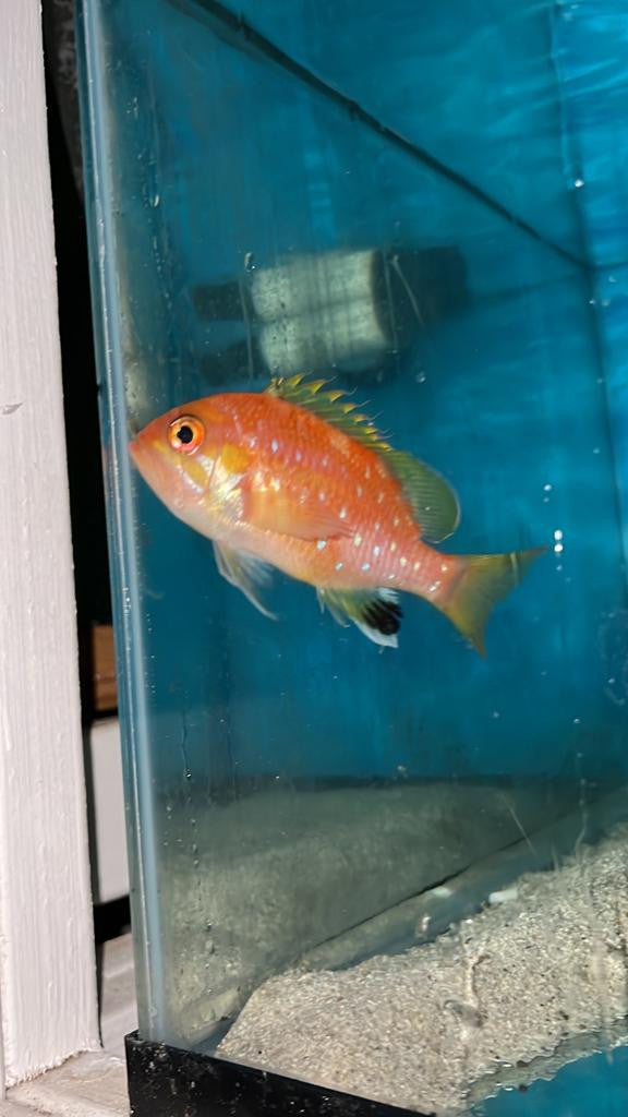 Pearl-spotted Anthias | Selenanthias analis (4") male