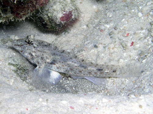 Cave Goby (Fusigobius neophytus)