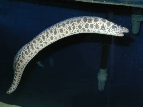 Chainlink Moray (12")