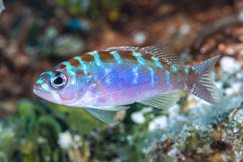 Chalk Bass (2-3")