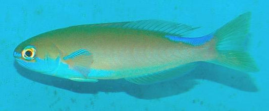 Juv Chameleon (flashing) Tilefish