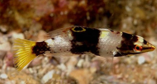 Checkerboard Wrasse-Juv