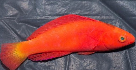 Magma Wrasse (Cirrhilabrus sp)-Newly discovered wrasse (male)