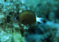 Chocolate Dip Chromis (2-3")