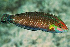 Ornate Wrasse (Tonga)